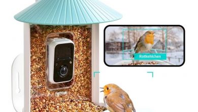 attract-more-birds-to-your-bird-feeder-camera:-tips-for-better-footage